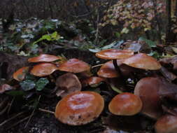 Imagem de Kuehneromyces mutabilis (Schaeff.) Singer & A. H. Sm. 1946