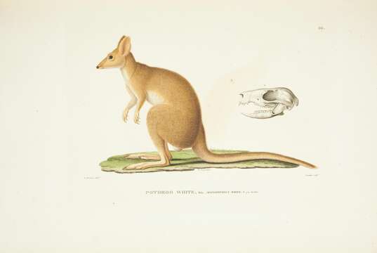 Imagem de Bettongia gaimardi (Desmarest 1822)