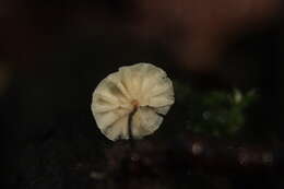 Image of Marasmius rotula (Scop.) Fr. 1838