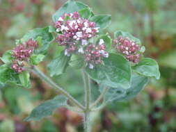 Image of oregano