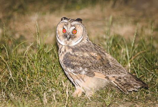 Image of Long-eared Owl