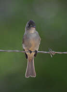 Image of Cuban Pewee