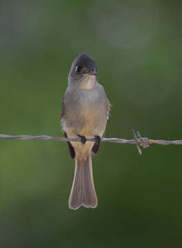 Image of Cuban Pewee