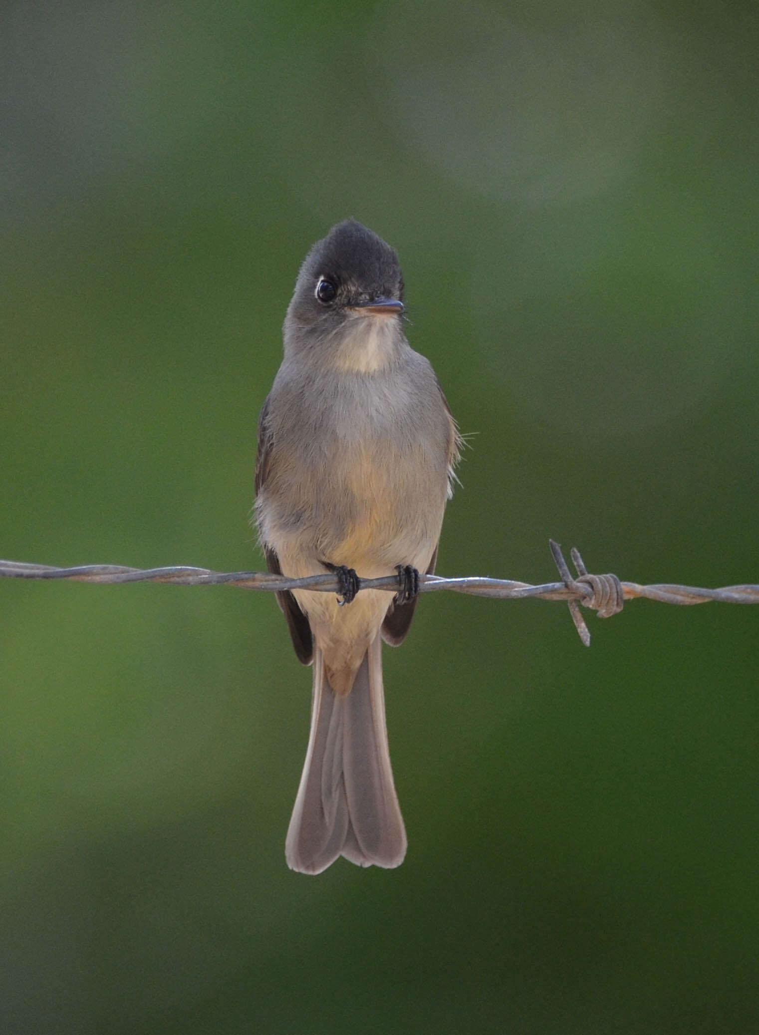 Image of Cuban Pewee