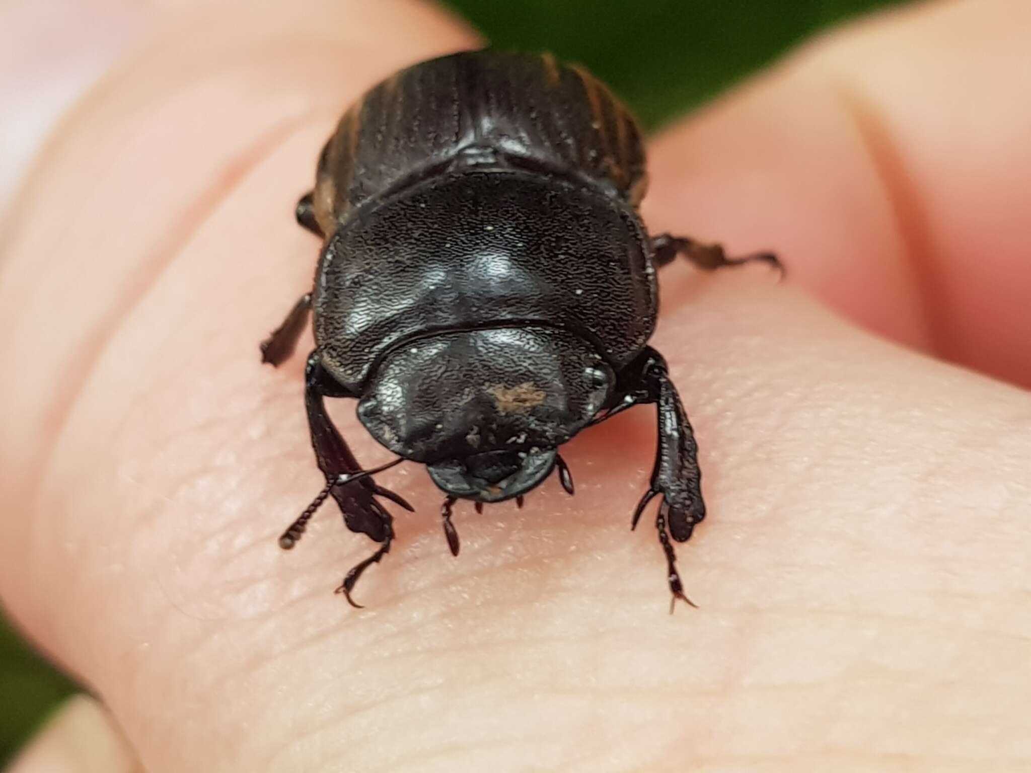 Image of Helms' stag beetle