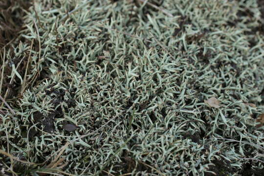 Image of Thorn cladonia