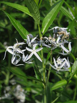 Plancia ëd Amsonia ciliata Walt.