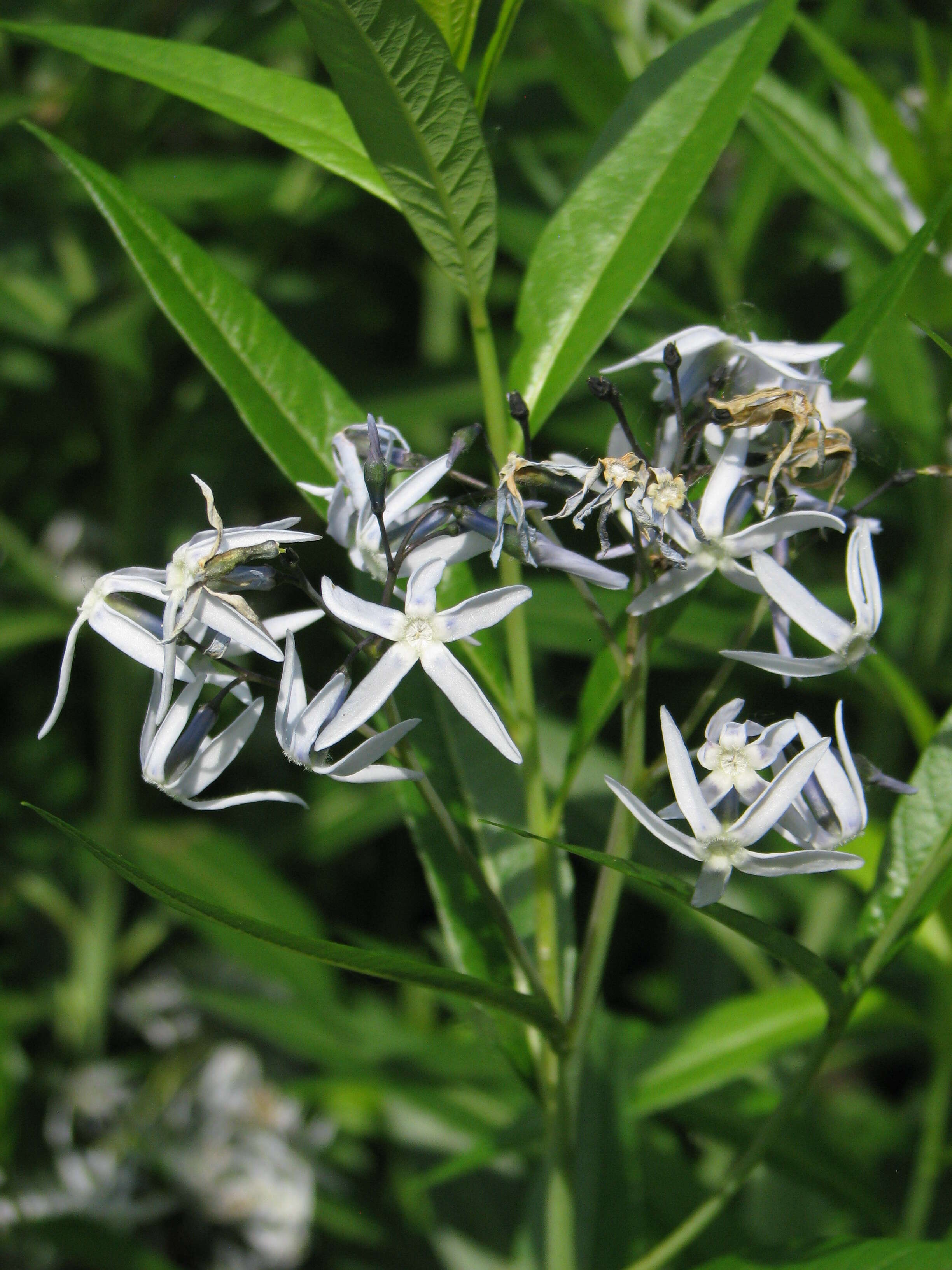 Image of fringed bluestar