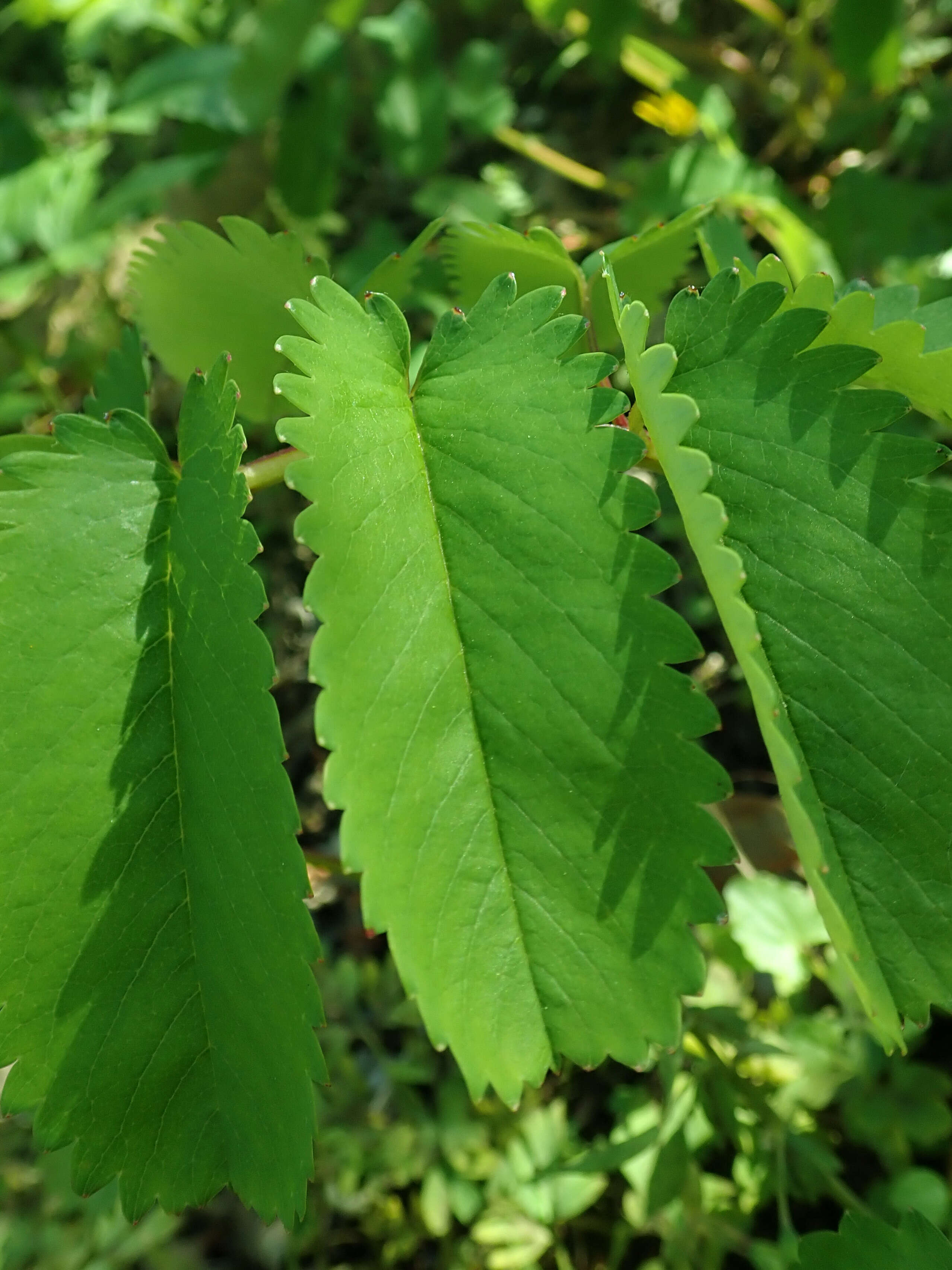 Слика од Sanguisorba hakusanensis Makino