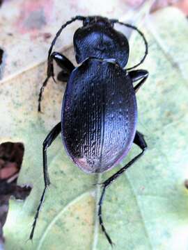 Image of Carabus (Archicarabus) montivagus Palliardi 1825