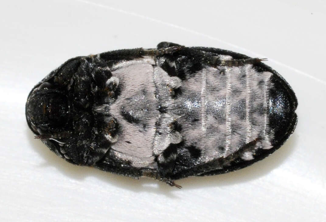 Image of Dermestes murinus