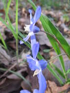 Image de Scilla luciliae (Boiss.) Speta