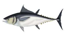 Image of Thunnus