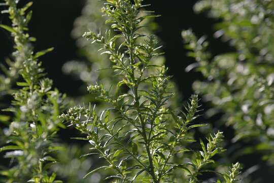 Image of tarragon