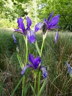 Image of German Iris