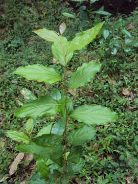 Image of Flacourtia montana J. Grah.