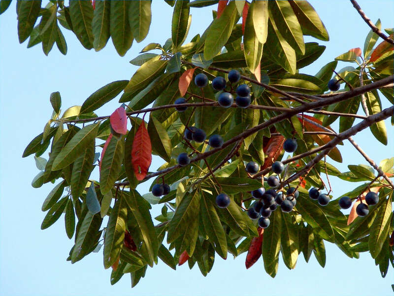 Image of quandong