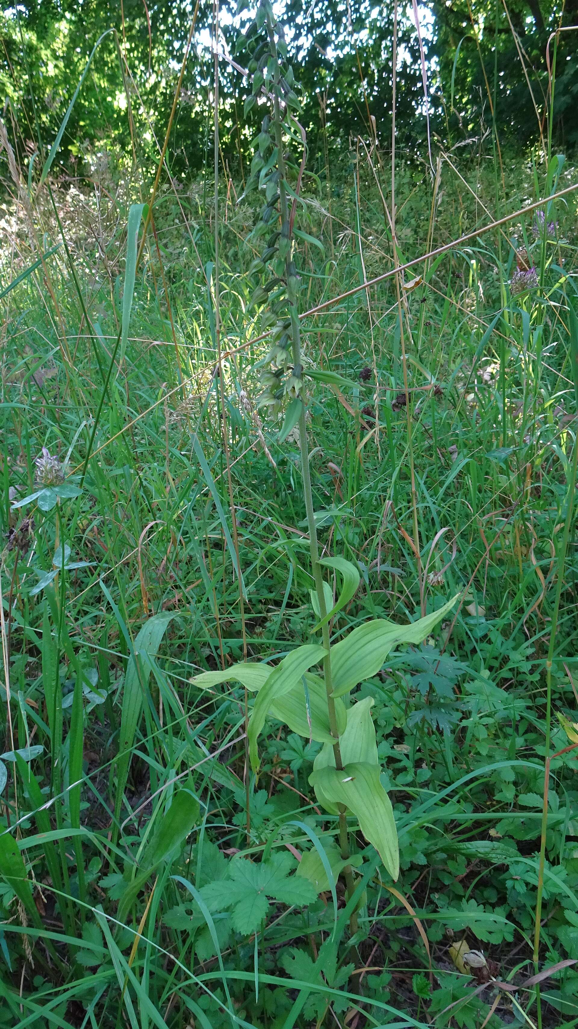 Imagem de Epipactis helleborine (L.) Crantz