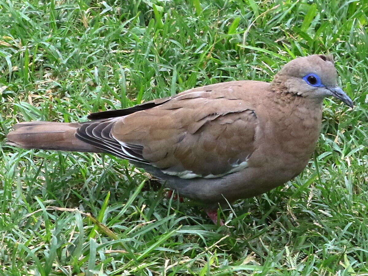 Image of West Peruvian Dove