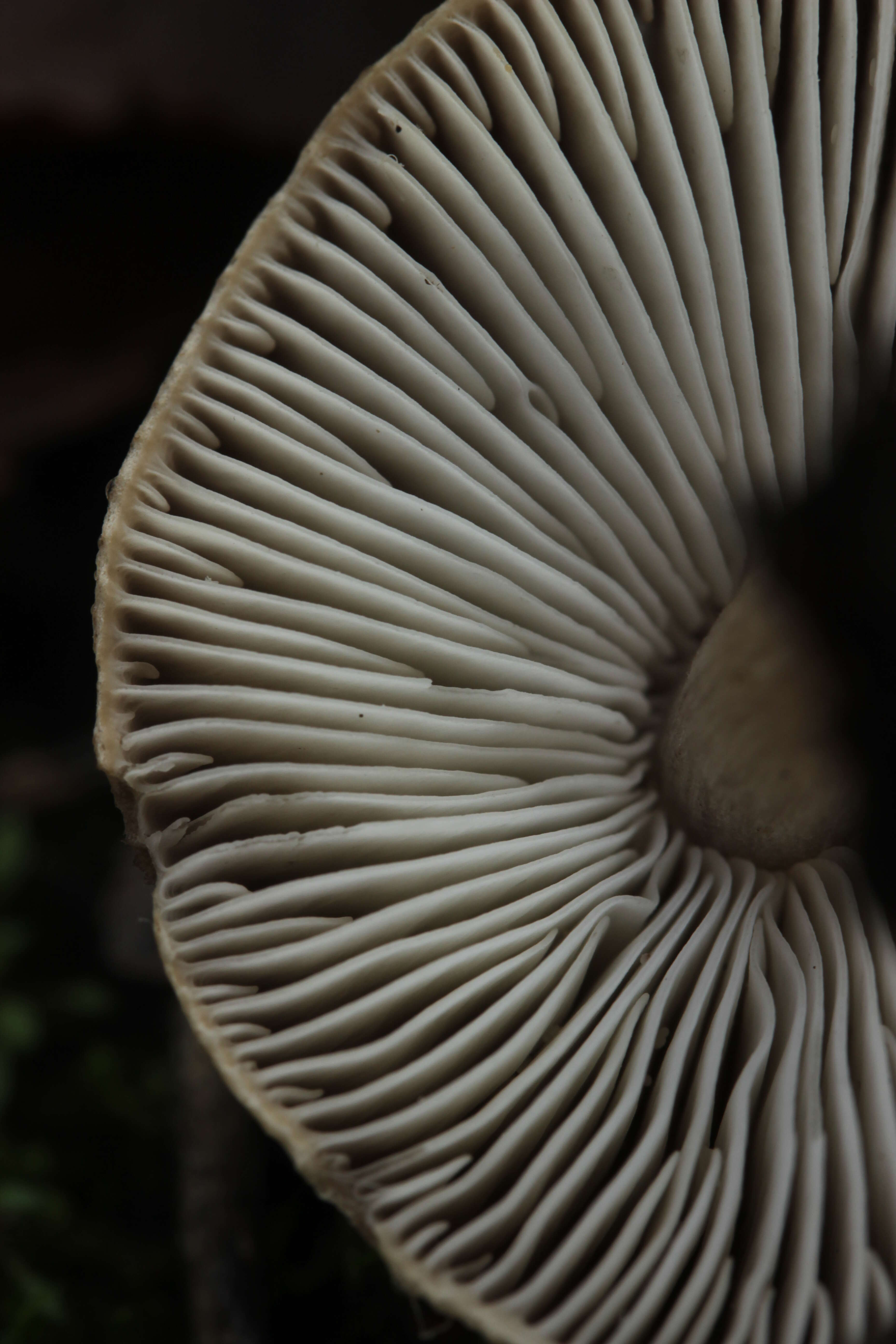 Image of Tricholoma scalpturatum (Fr.) Quél. 1872