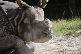 Image of Indian Rhinoceros