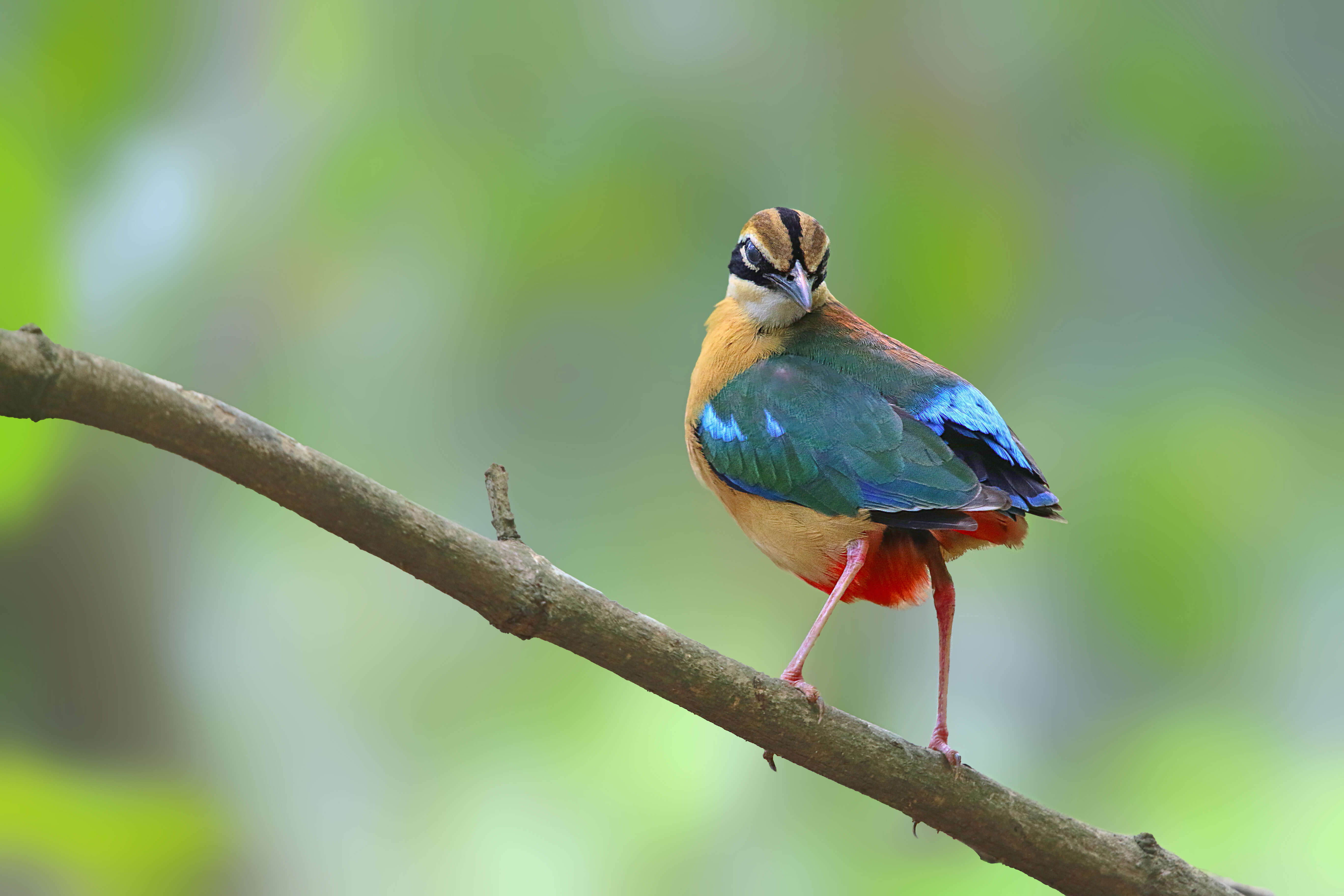 Plancia ëd Pitta brachyura (Linnaeus 1766)