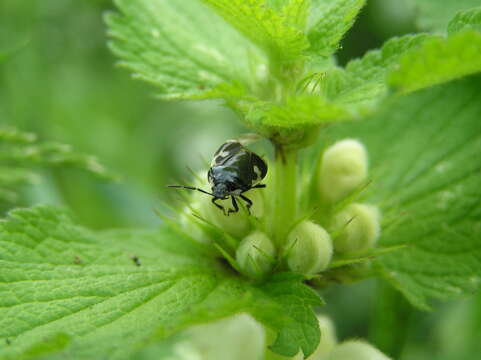 Image of White-margined Burrower Bug