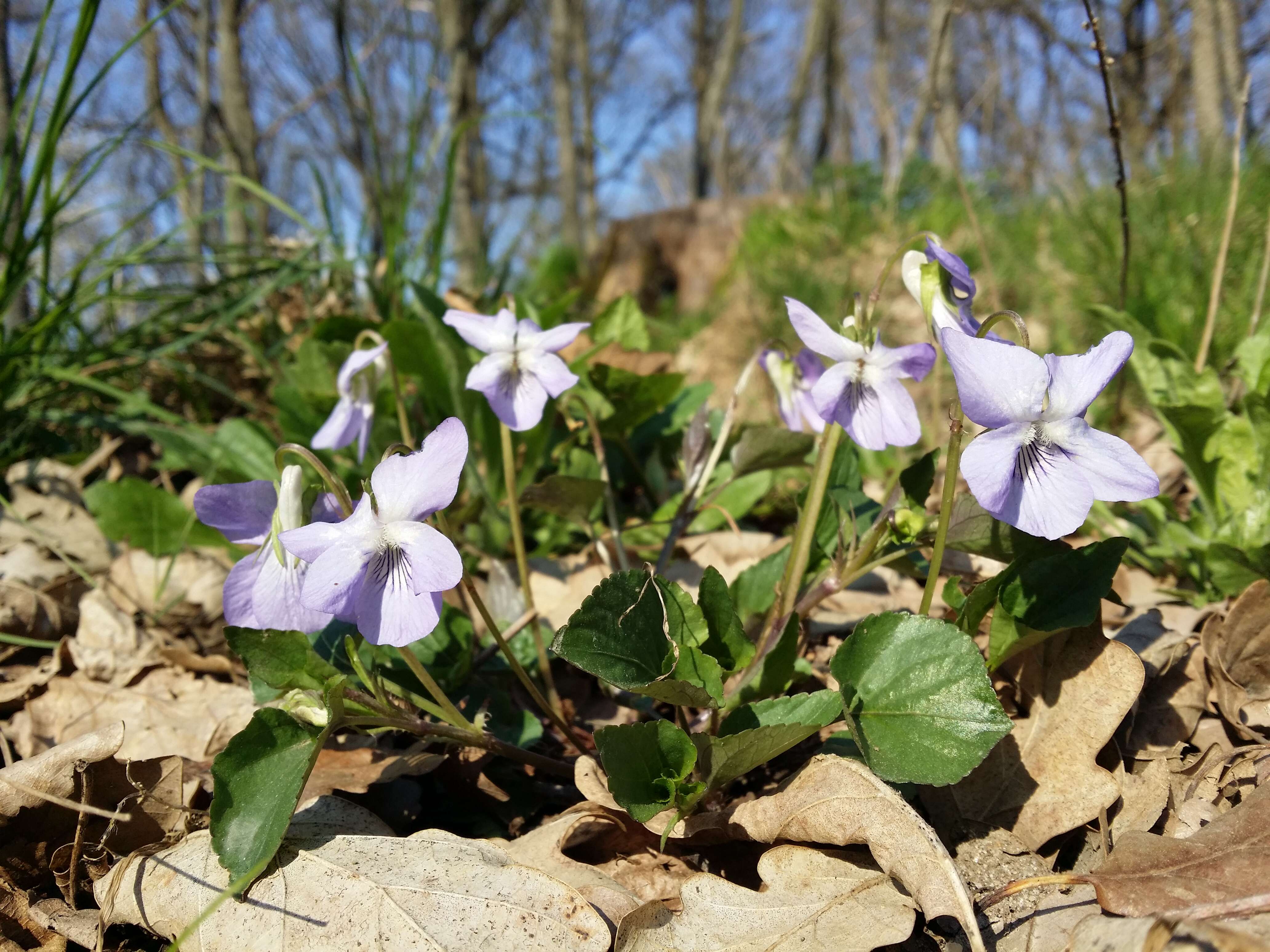 Image of common dog-violet