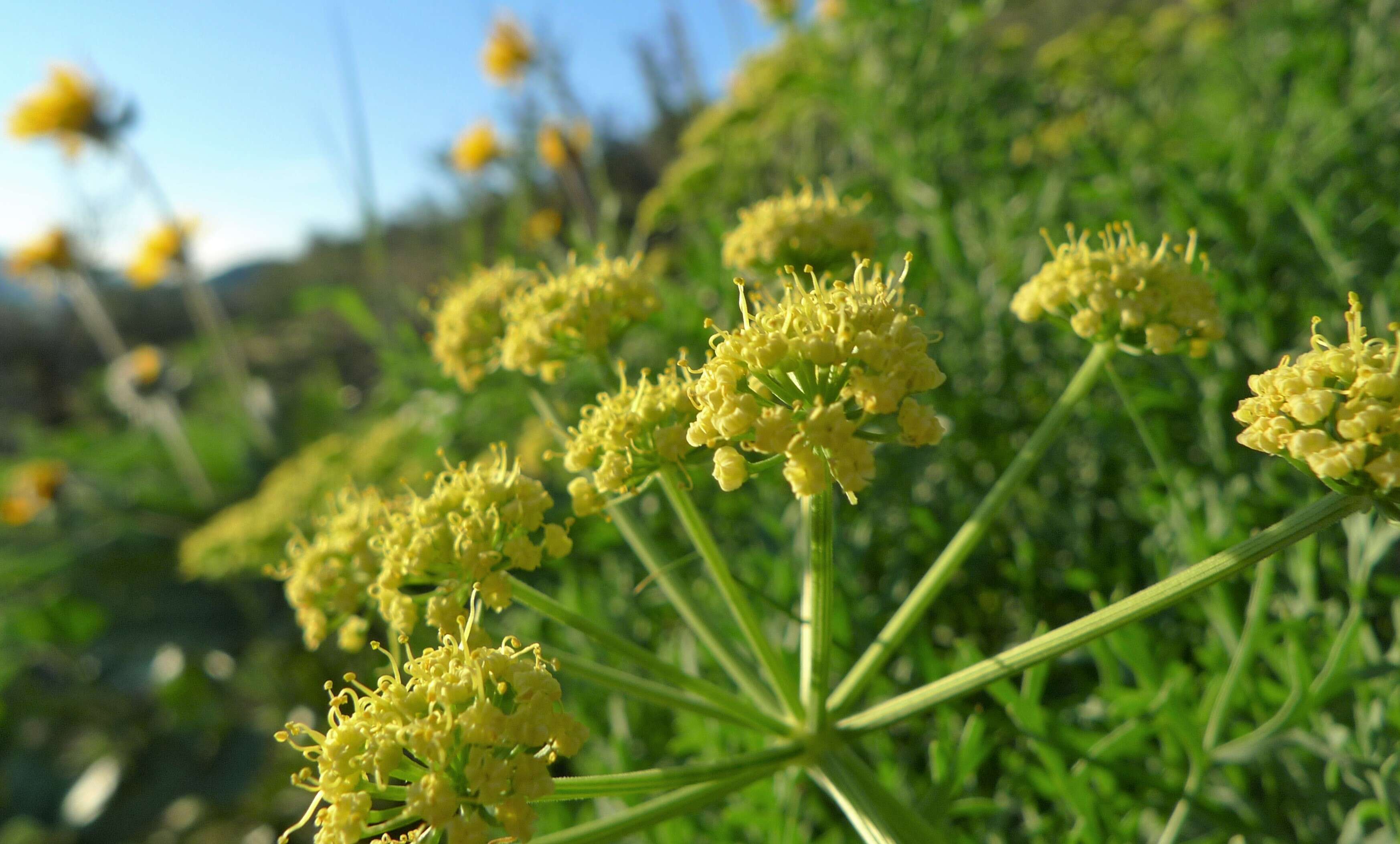 Image of Thompson's desertparsley