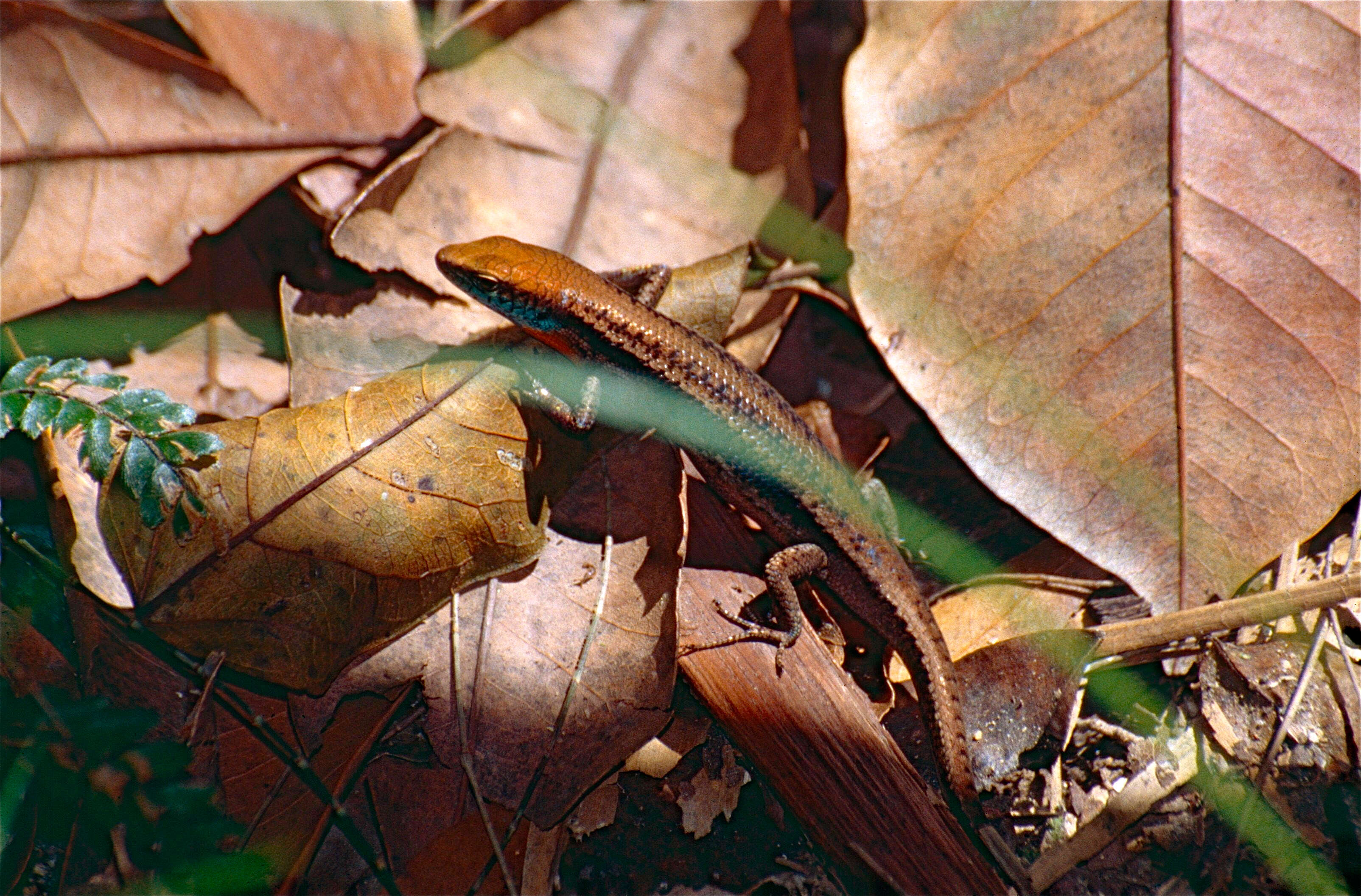 Carlia rhomboidalis (Peters 1869) resmi