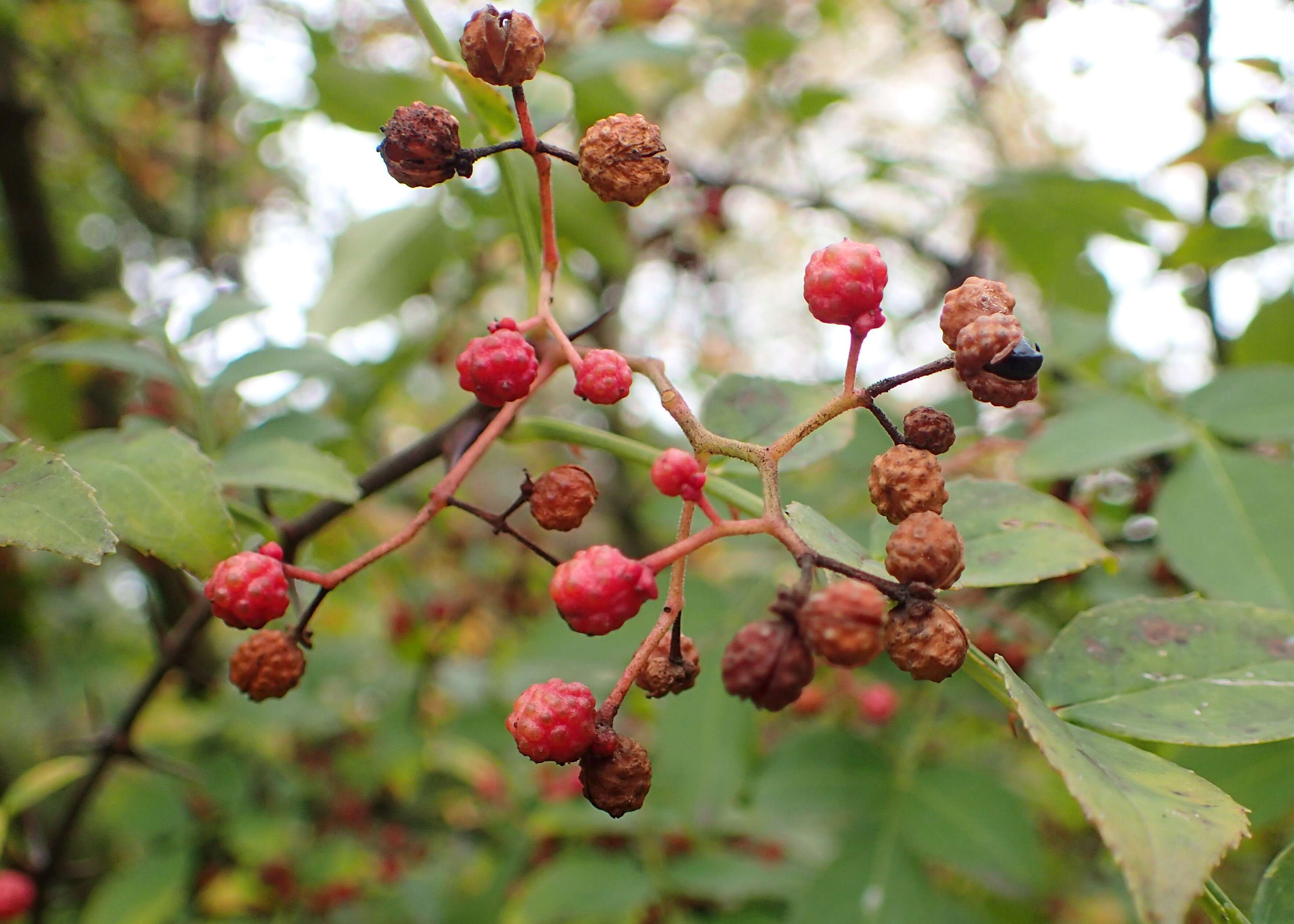 Image de Zanthoxylum simulans Hance