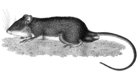 Imagem de Heteromys anomalus (Thompson 1815)