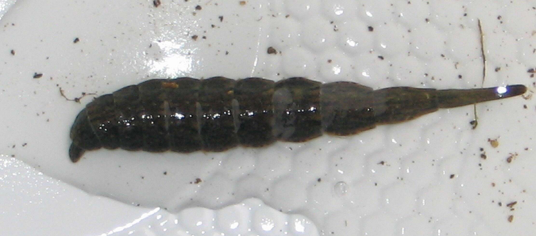 Image of Stratiomyoidea