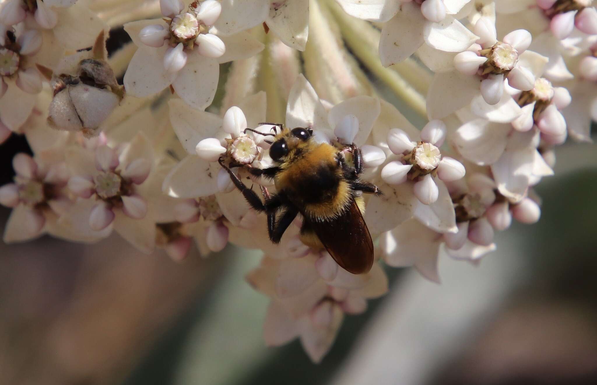 Image of Crotch bumble bee