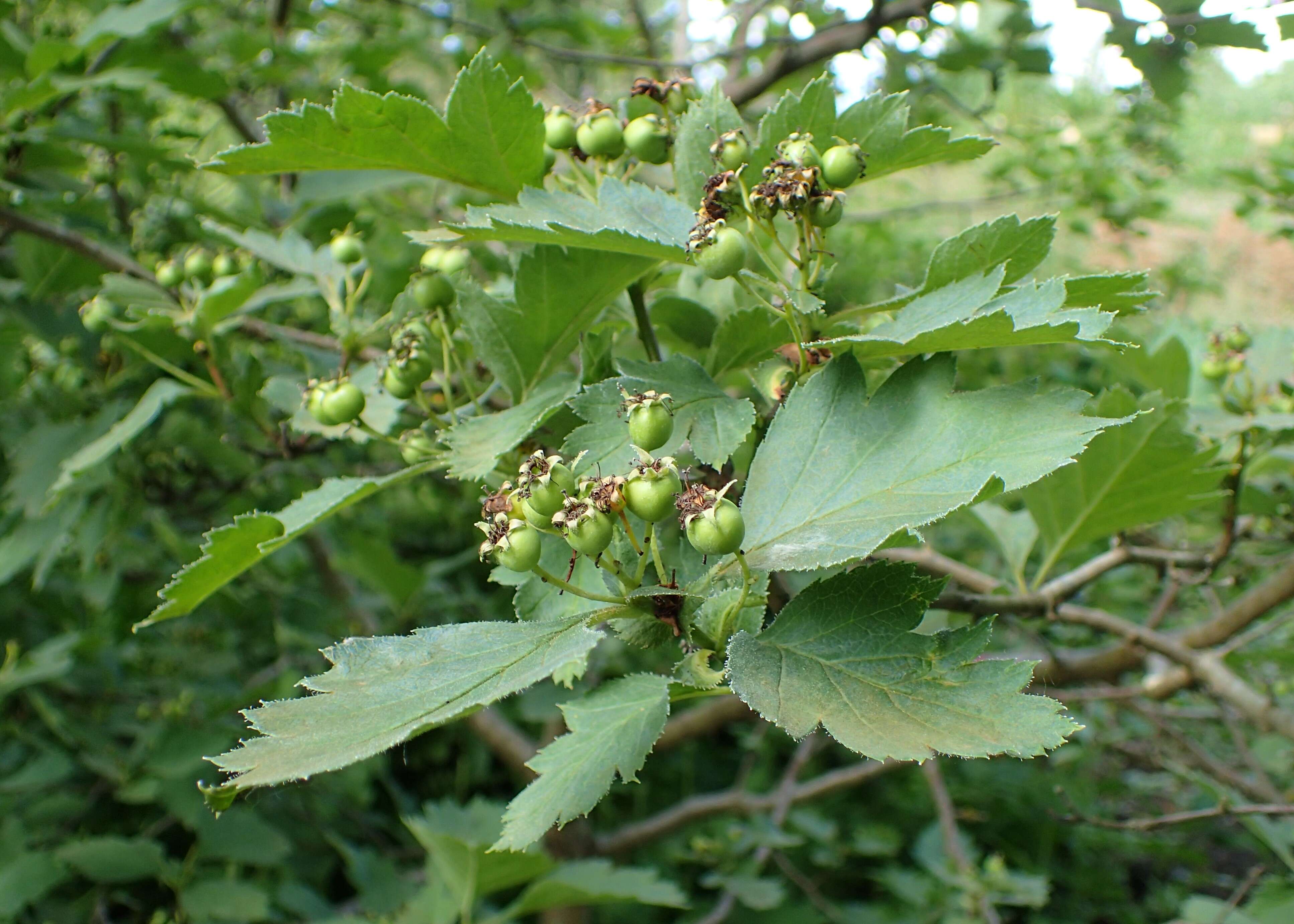 Image of Crataegus sanguinea Pall.