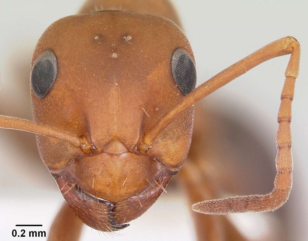 Слика од Formica querquetulana Kennedy & Davis 1937