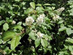 Image of Bird Cherry