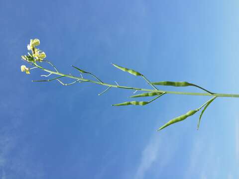 Image of wild radish