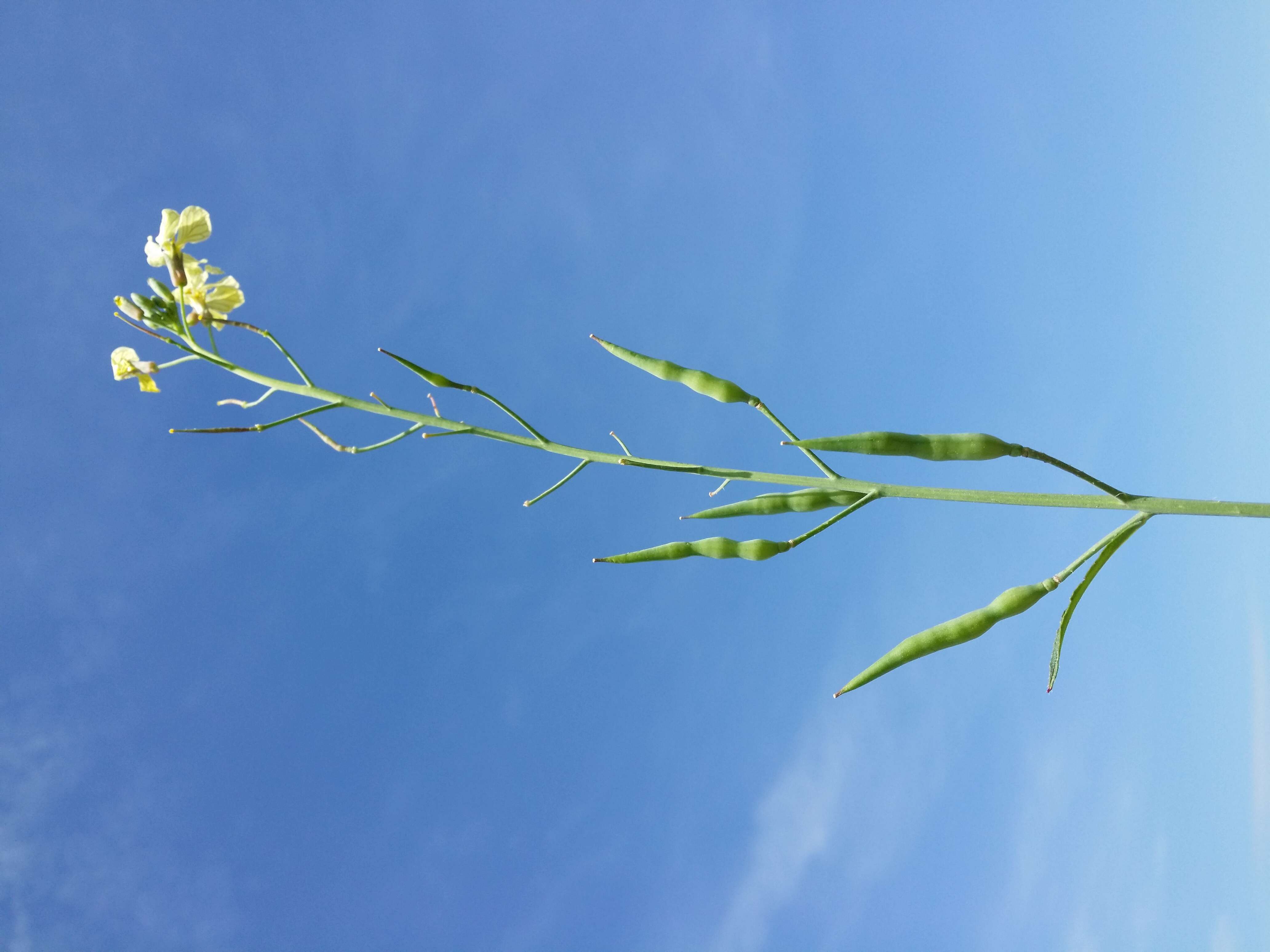 Image of wild radish