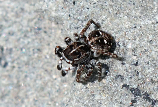 Image of Calositticus floricola (C. L. Koch 1837)