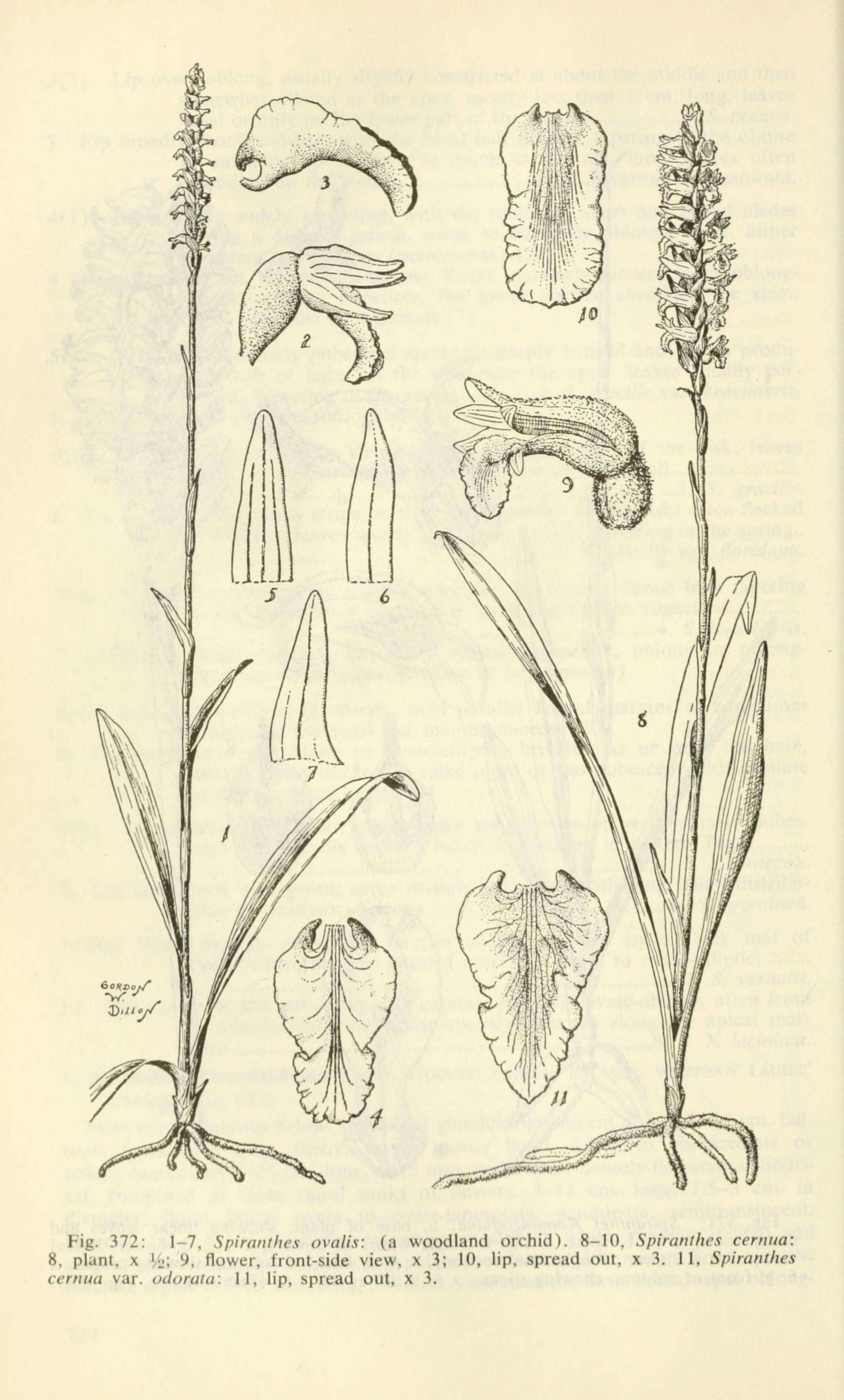 Image of October lady's tresses