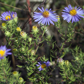 Image of aromatic aster