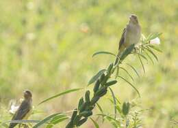 Image of Brown-headed Bunting