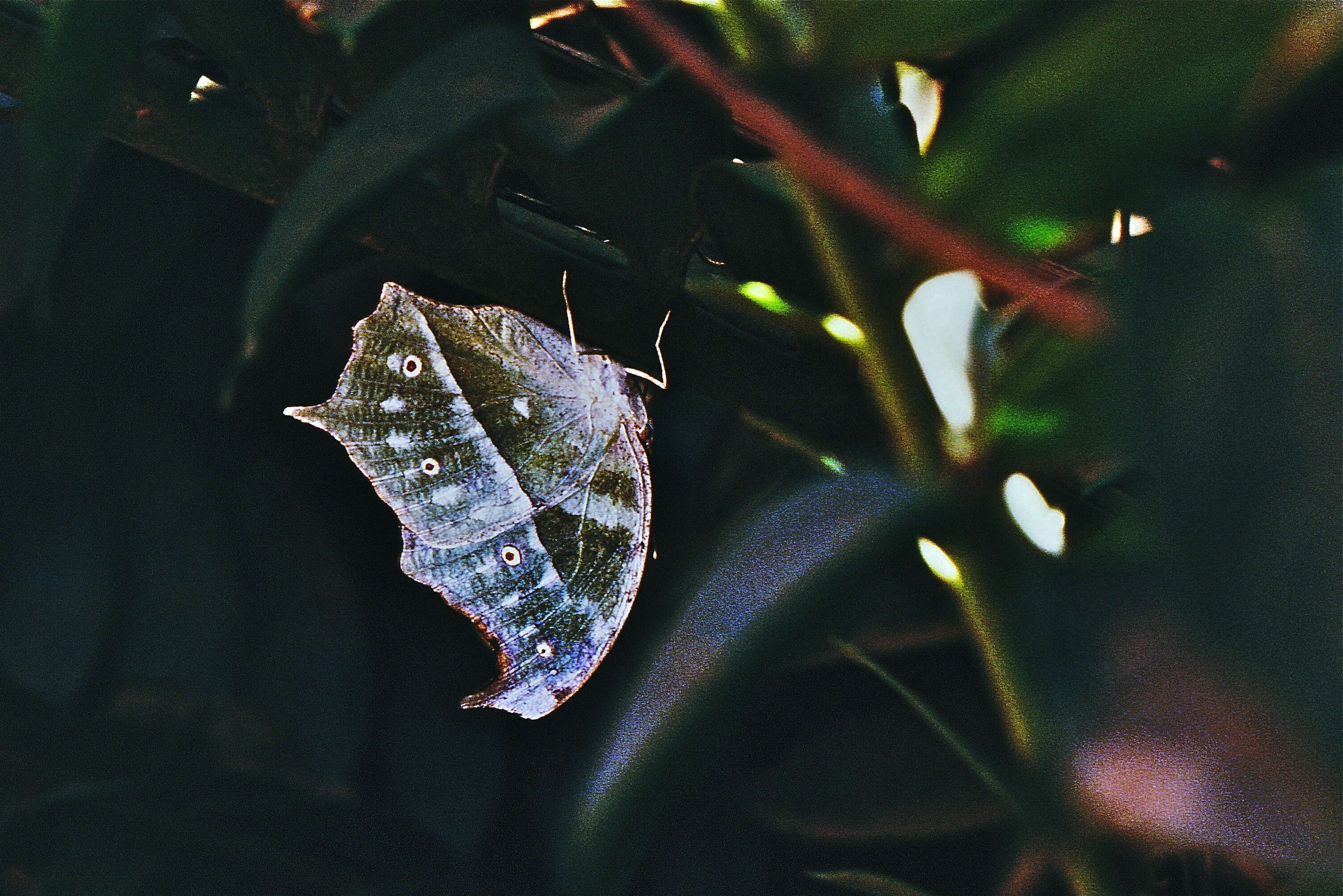 Image of Protogoniomorpha parhassus