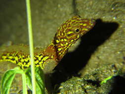 Image of Brilliant South American Gecko