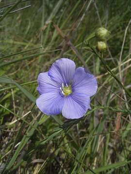 Image of Asian flax