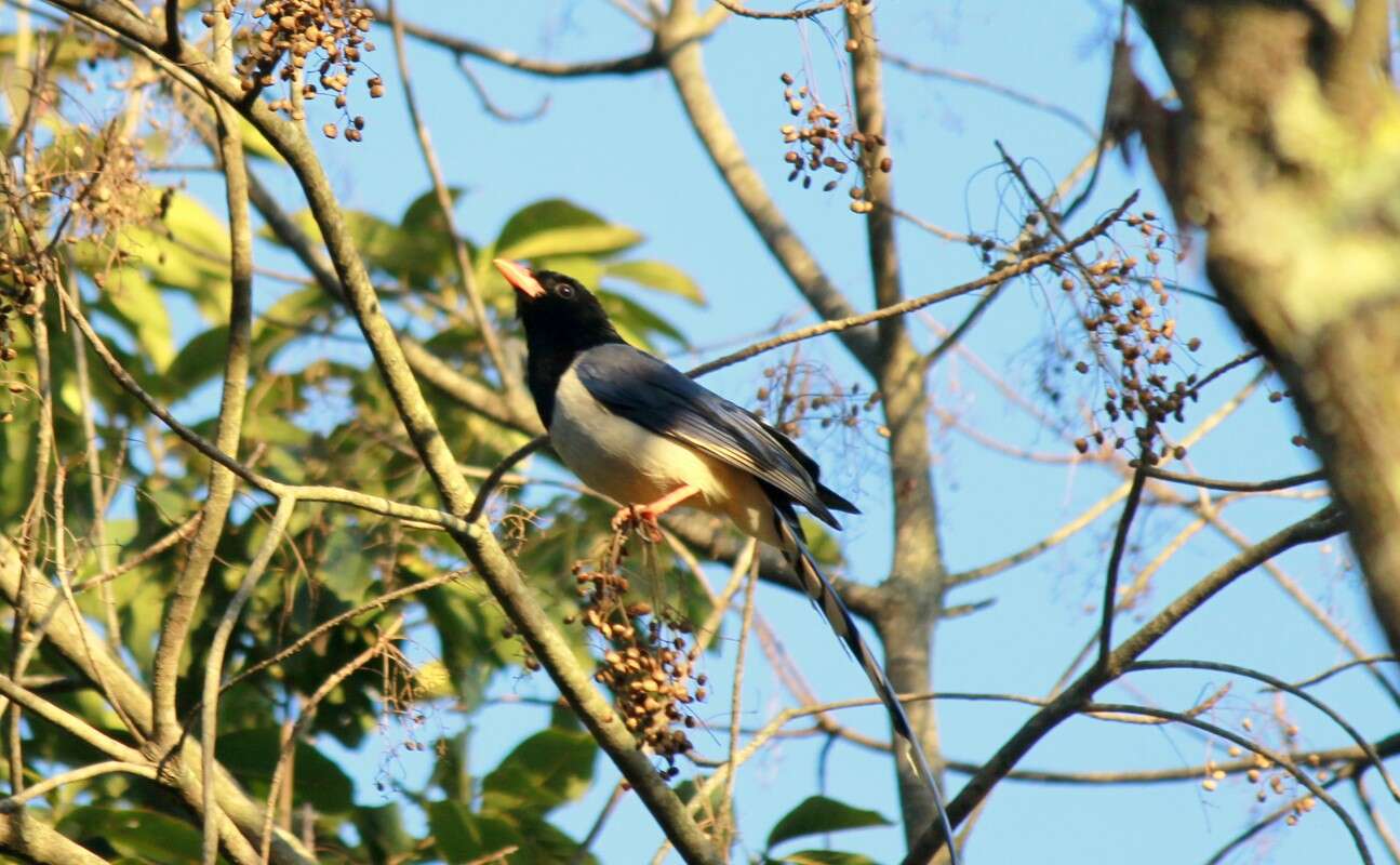 Image of Blue Magpie