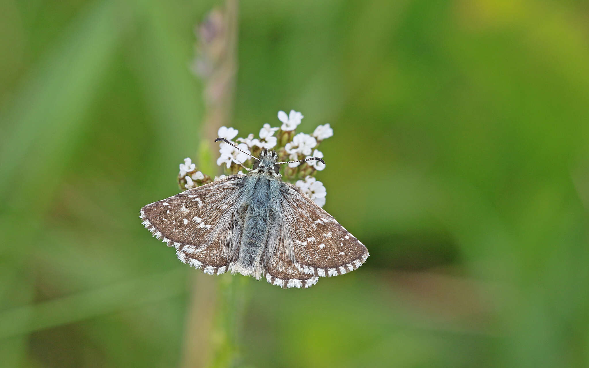 Image of large grizzled skipper