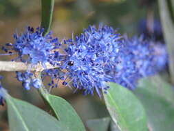 Слика од Memecylon umbellatum Burm. fil.