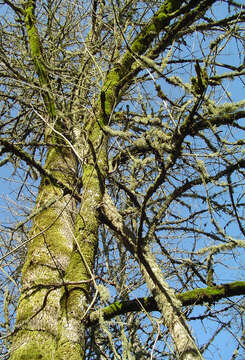 Image of Oregon Ash